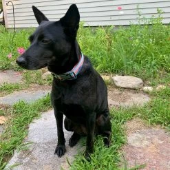 Ruffwear Reflective Crag Collar -Dog Equipment-Ruffwear 08 17 20 shiva new ruffwear crag collar edit